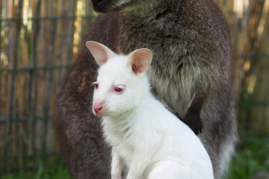 Rođen kengurenok albino Rođen kengurenok albino